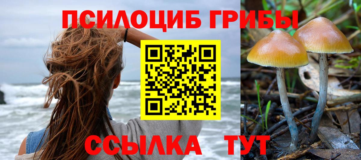 Псилоцибиновые грибы Cubensis Луга